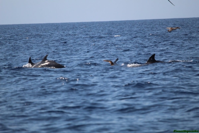 Výlet na kánoi za delfíny