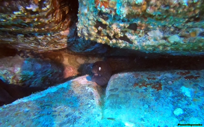 Potápění s mořskými želvami pro certifikované potápěče (2 ponory)