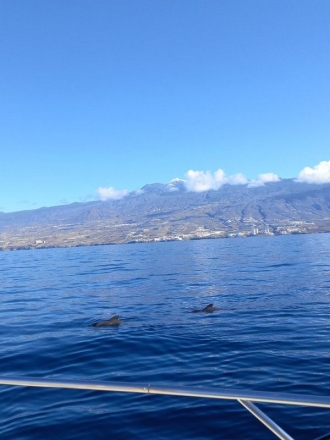Výlet lodí za delfíny a kytovci na 3 hodiny